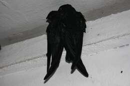 Image of Glossy Swiftlet
