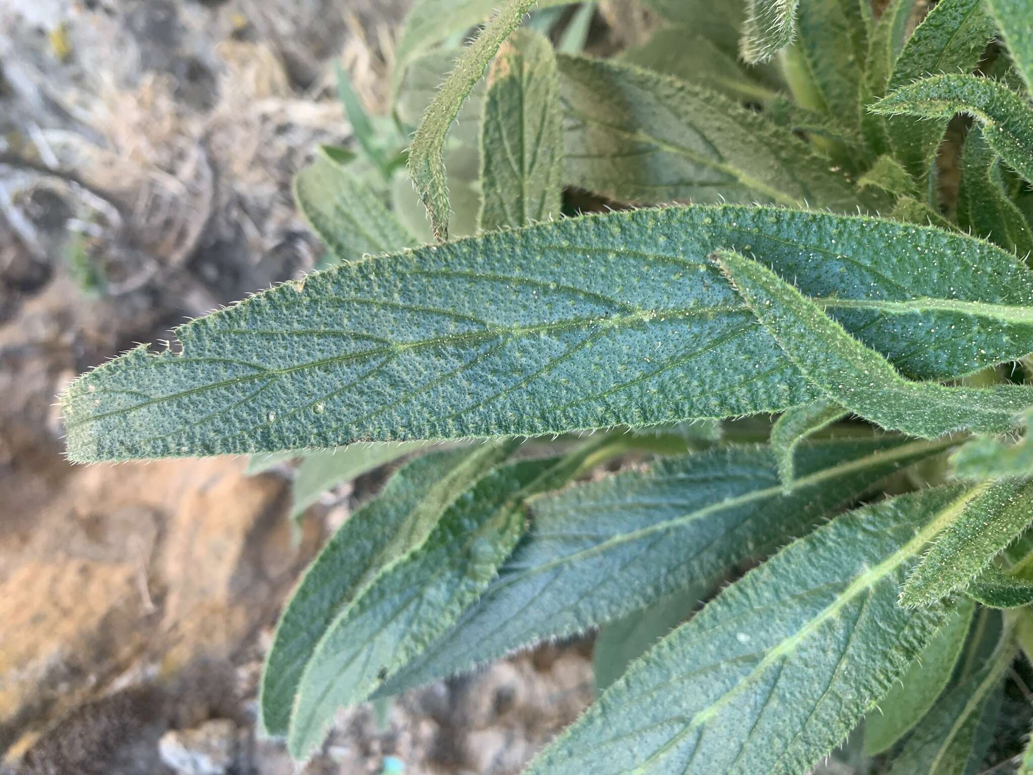 Image of Echium onosmifolium Webb & Berth.