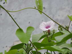 Image of Red-Center Morning-Glory