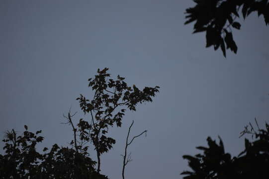 Image of Yellow-headed Parrot, Yellow-headed Amazon