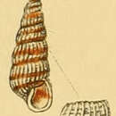 Sivun Pyrgiscus rufescens (Forbes 1846) kuva