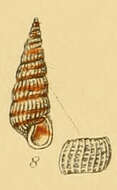 Image of Pyrgiscus rufescens (Forbes 1846)