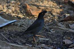 Image of Crested Myna