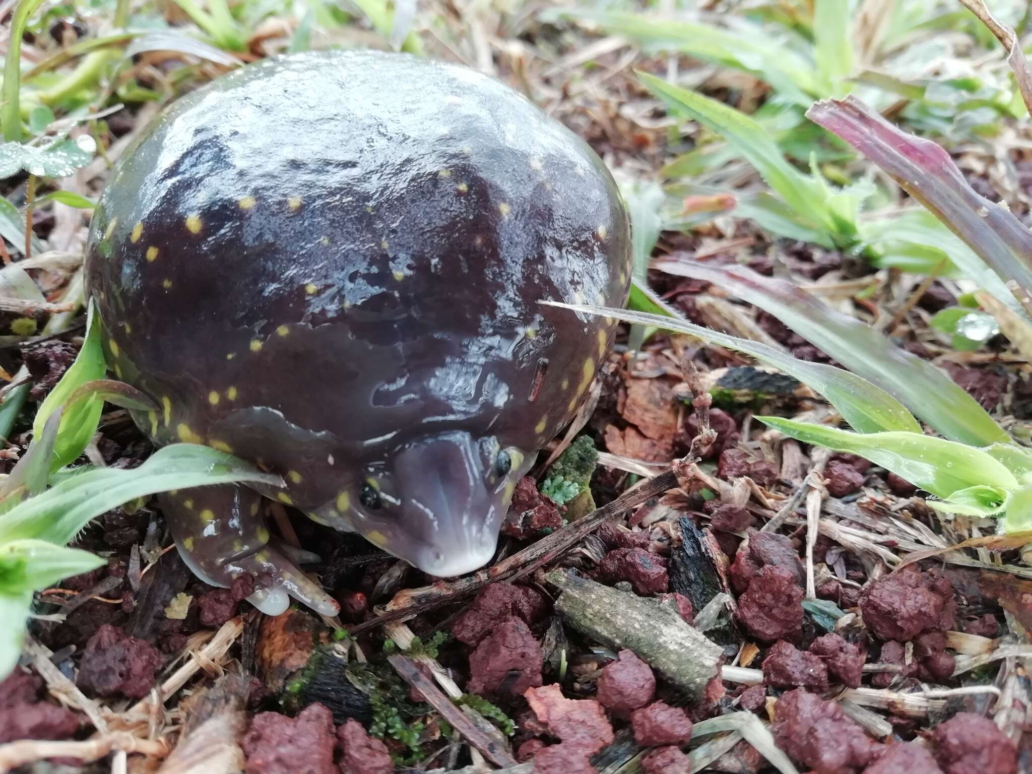 Image of Spotted Burrowing Frog