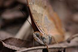 Imagem de Charaxes bernardus Fabricius 1793