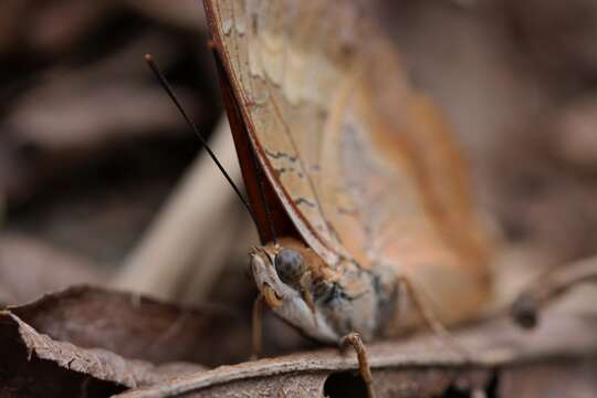 Imagem de Charaxes bernardus Fabricius 1793