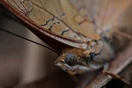 Image of Charaxes bernardus Fabricius 1793