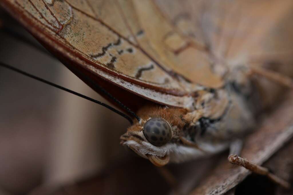 Imagem de Charaxes bernardus Fabricius 1793