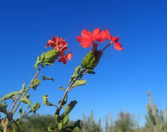 Image of Crossandra humbertii Benoist