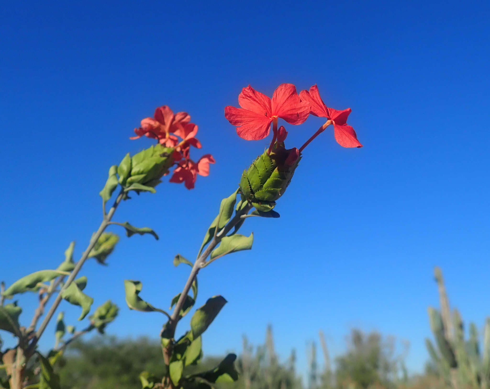 Image of Crossandra humbertii Benoist