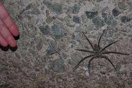 Image of Huntsman spider