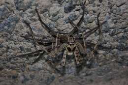 Image of Huntsman spider