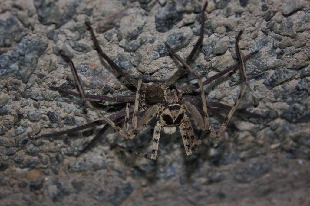 Image of Huntsman spider