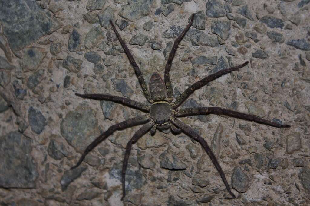 Image of Huntsman spider