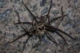 Image of Huntsman spider