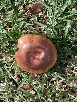 Image of Butyriboletus floridanus (Singer) G. Wu, Kuan Zhao & Zhu L. Yang 2016