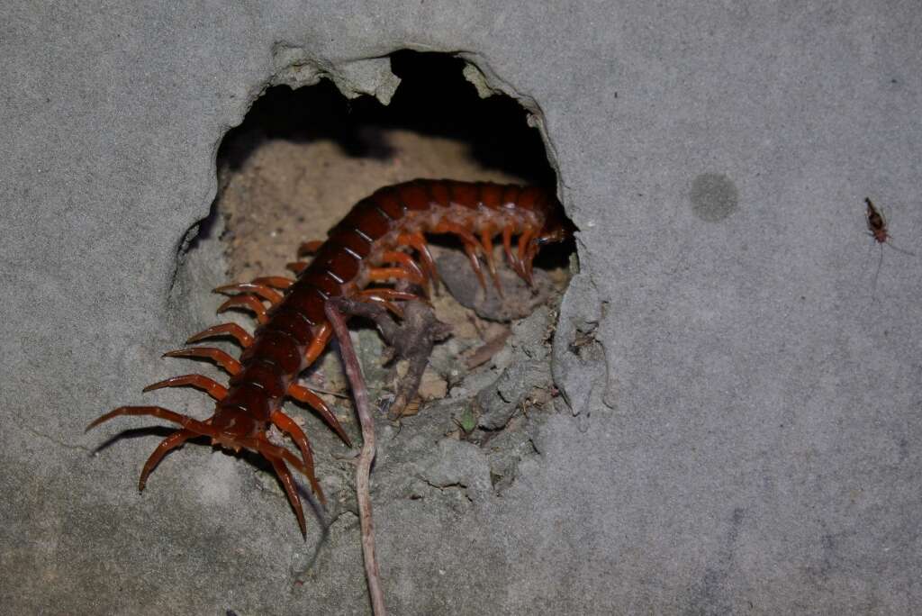 Image of Scolopendra subspinipes mutilans