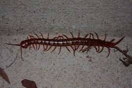 Image of Scolopendra subspinipes mutilans