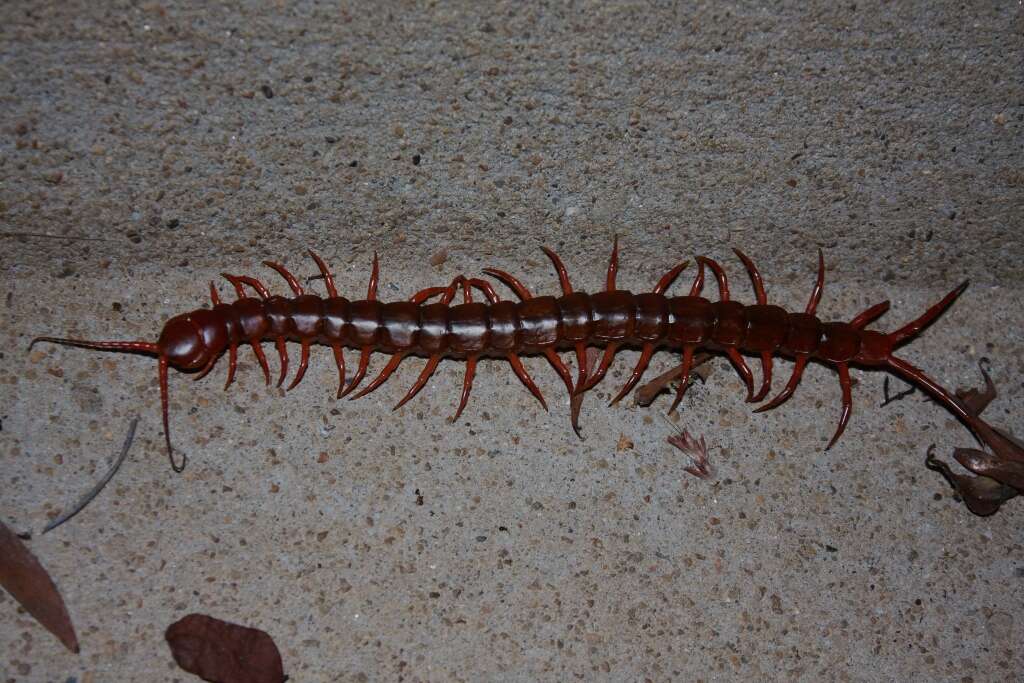 Image of Scolopendra subspinipes mutilans