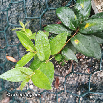 Imagem de Lonicera macrantha (D. Don) Spreng.