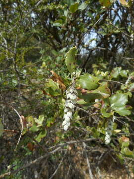 Image de Garrya elliptica Douglas ex Lindl.