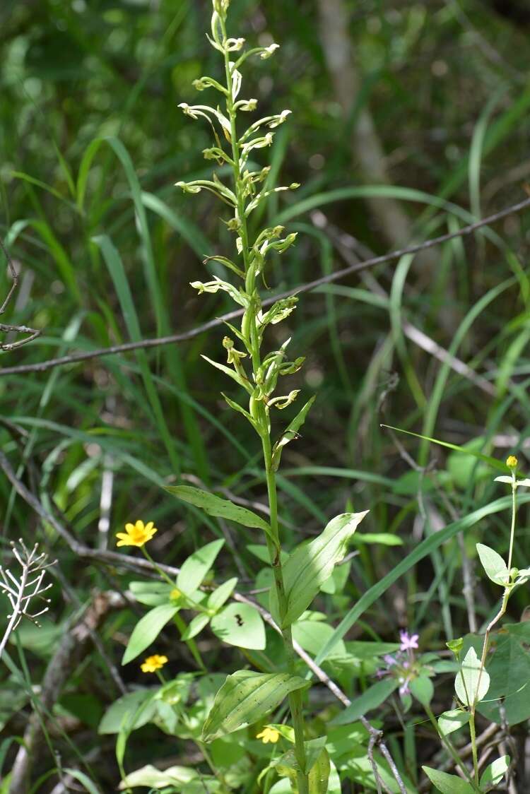 Habenaria macroceratitis Willd.的圖片