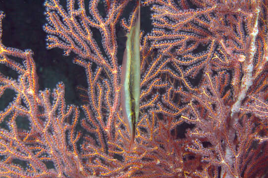 Image of Hinged shrimpfish