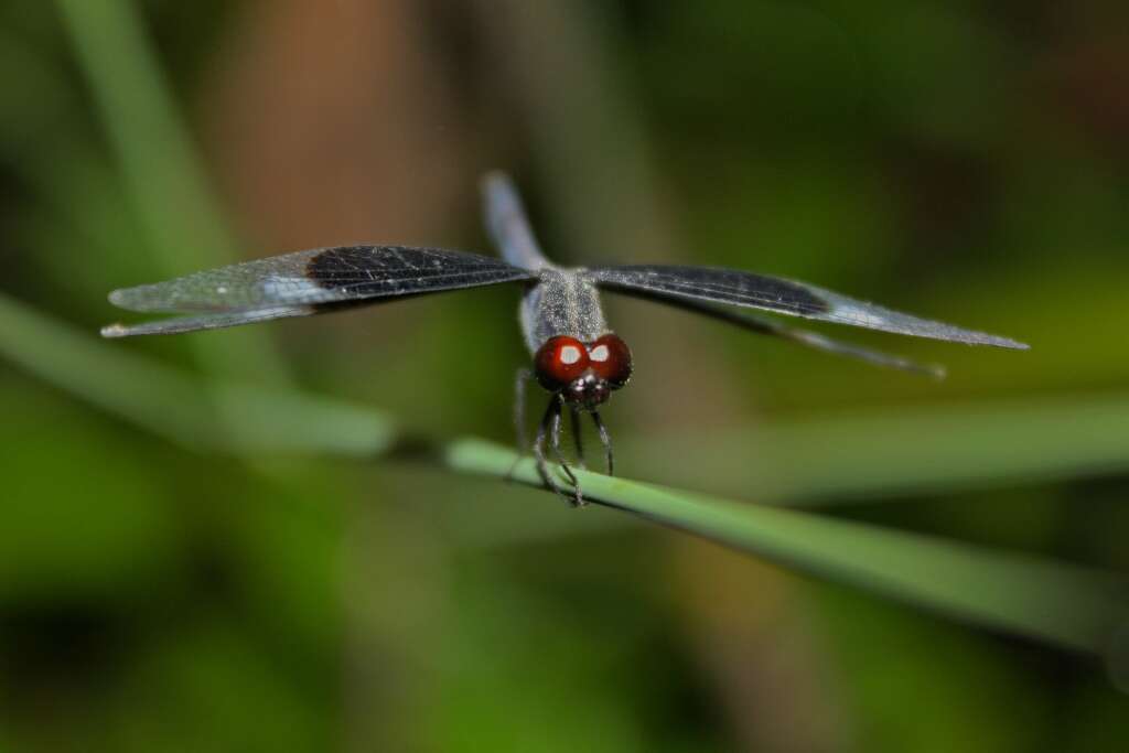 Image of Pied Paddy Skimmer