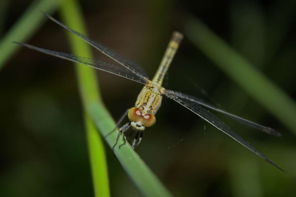 Image of Diplacodes trivialis (Rambur 1842)