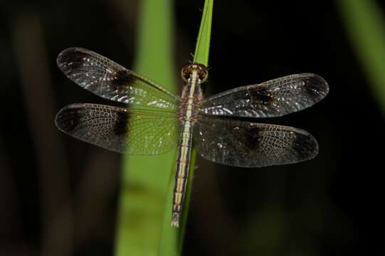 Image of Pied Paddy Skimmer