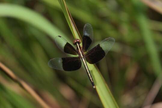 Image of Pied Paddy Skimmer