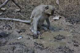 Image of Long-tailed Macaque