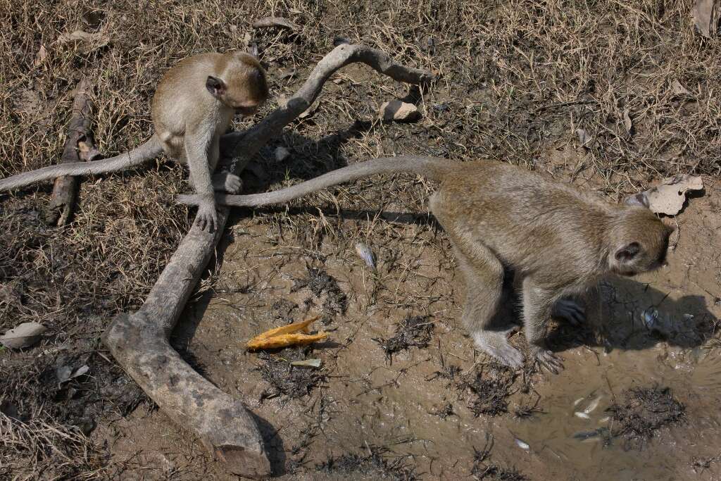 Image of Long-tailed Macaque