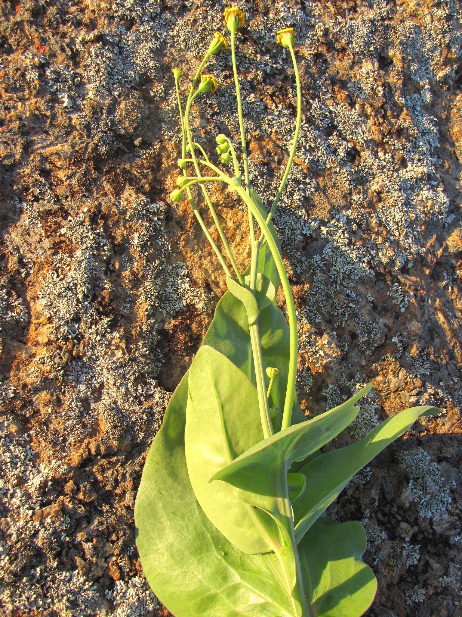 Plancia ëd Othonna macrophylla DC.