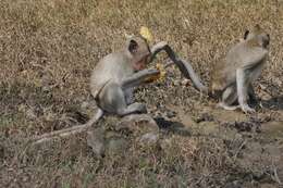 Image of Long-tailed Macaque