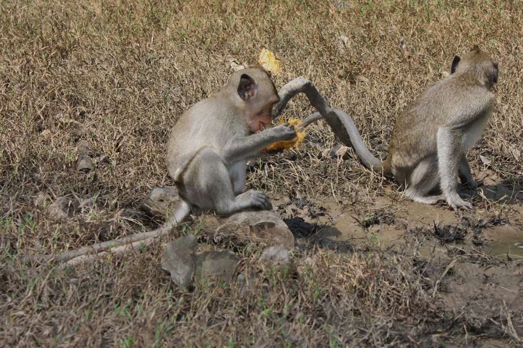 Image of Long-tailed Macaque