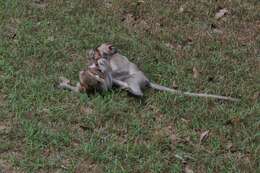 Image of Long-tailed Macaque