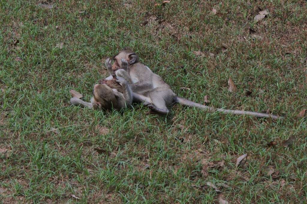 Image of Long-tailed Macaque