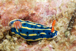 Image de Hypselodoris festiva (A. Adams 1861)