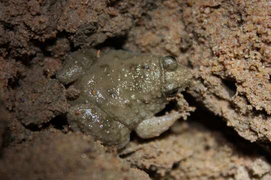 Image of Round-tongued Floating Frog