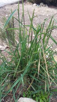 Image of black-grass