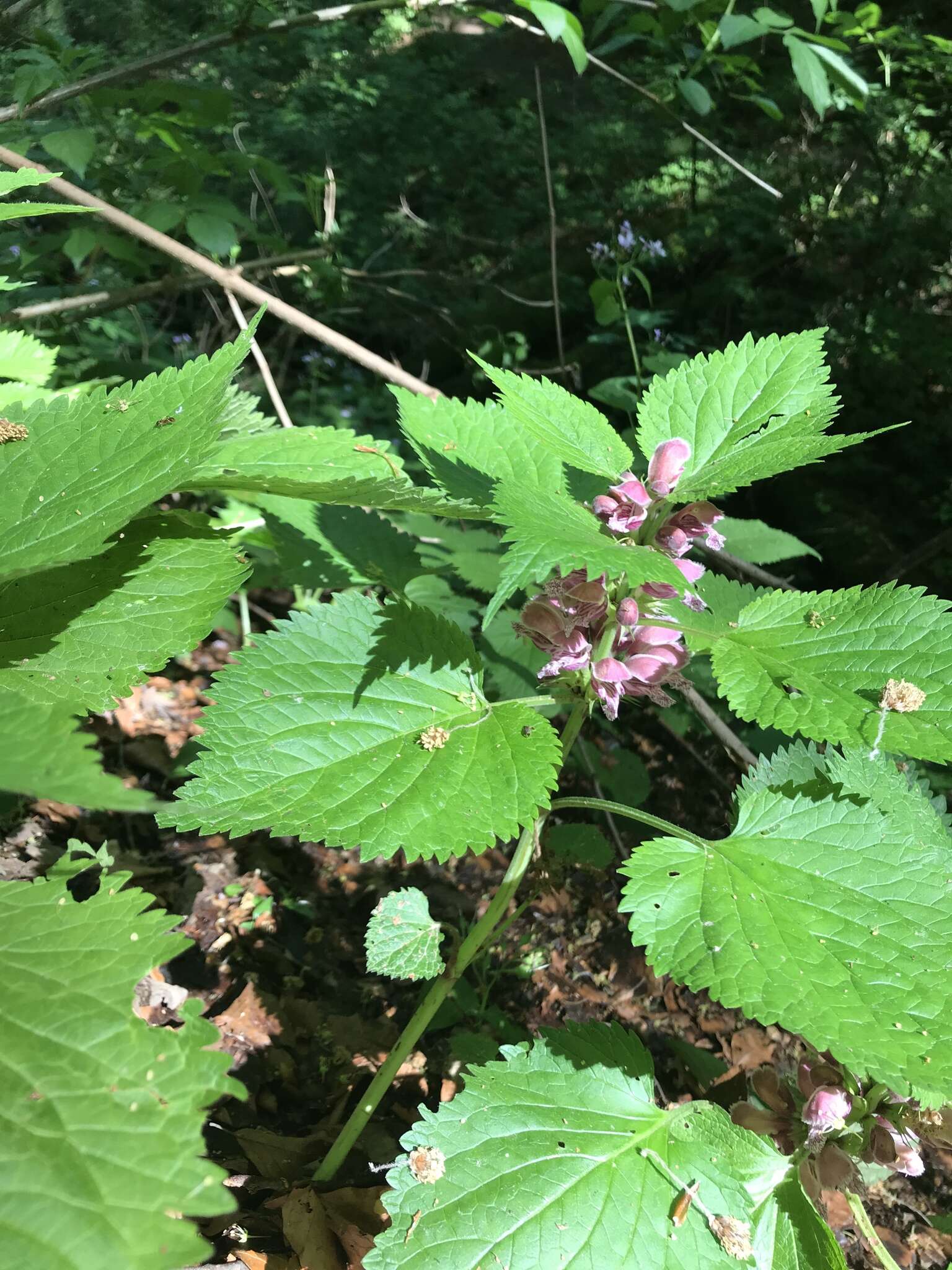 Image of Lamium orvala L.