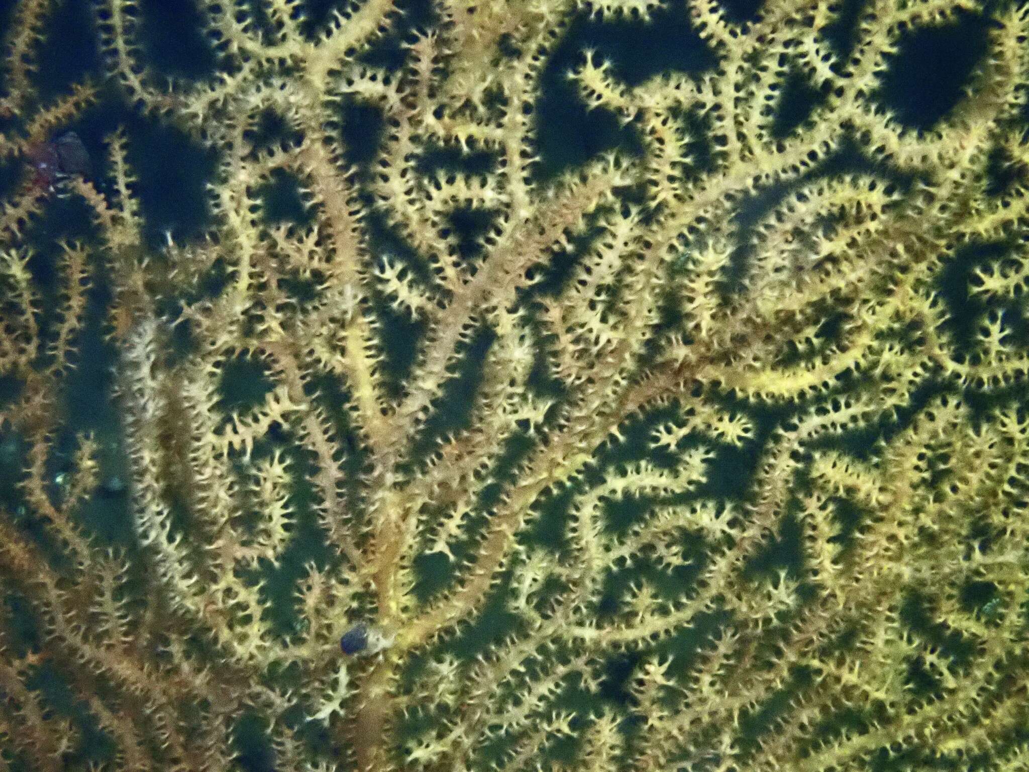 Image of flattened sea fan coral