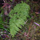 Image of Dryopteris crispifolia Rasbach, Reichst. & Vida