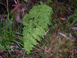 Image de Dryopteris crispifolia Rasbach, Reichst. & Vida