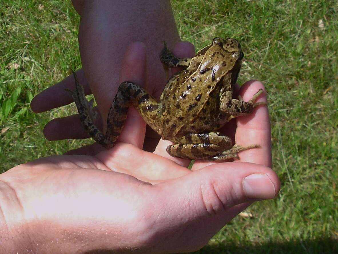 Image of Altai Brown Frog (Altai Mountains Populations)