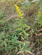 Image of Solidago snarskisii