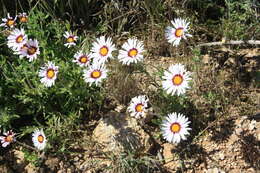 Image of Saldanha Bay felicia