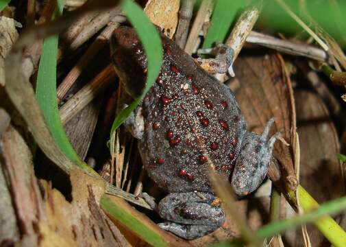 Image of Bibron’s Toadlet