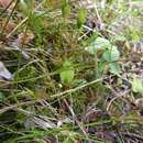 Sivun Luzula acuminata subsp. acuminata kuva